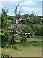 Dead tree beside Boghouse Lane in DH9 8US