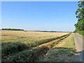 Ripening wheat by Grange Road in CB22 4WF