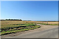Wheatfields, a plantation and a field gate in CB22 4WF