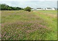 Large patch of clover in FK7 7HR