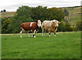 Cattle, Knockbain in IV15 9NR