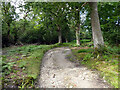 Bridleway in Roydon Woods in SO42 7UB