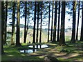 Small pools, Cwmcarn Forest Drive in NP11 7FE