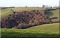 Conifer wood below Higher Cotley in EX6 7BW