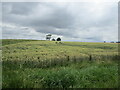 Wheat field alongside Spa Road in Braceborough and Wilsthorpe