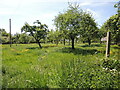 A footpath through the orchard in BA4 6PR