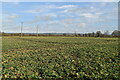 A field of brassicas in RH7 6NX