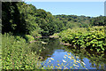 River Darwen in Owlet Holes Wood in PR5 0SN