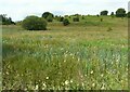 Wet grassland east of Robroyston Road in G33 1TD
