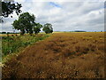 Field of linseed near Obthorpe in PE9 4PB
