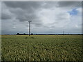 Wheat field near Obthorpe in Dole Wood Ward