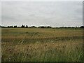 Wheat field near Gedney in PE12 0DA