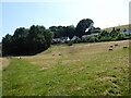 Sheep pasture beside the Afon Ceiriog in SY10 7LX