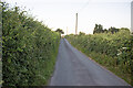 Minor road and hedgerows in SY22 6XT