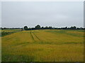 Cereal crop towards Boreland in KY1 2YZ