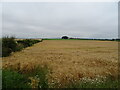 Cereal crop and hedgerow in KY8 5RT