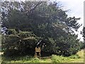 Ashbrittle Yew in the churchyard in TA21 0LG