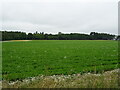 Crop field towards Lundin Wood in KY8 5PX