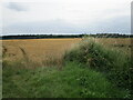 Barley field and Langwith Wood in S44 6TQ