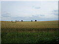 Wheat field near Upper Langwith in NG20 8HJ