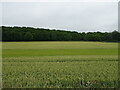 Cereal crop towards woodland, Pitcorthie in KY9 1EZ