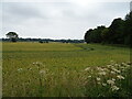 Cereal crop beside woodland, Balcormo  in KY10 2RW