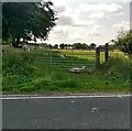 Sheep at the gate in EH55 8FL