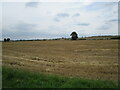 Harvested barley field, Bolsover Moor in S44 6XD
