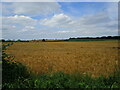 Barley field, Bolsover Moor in S44 6XD