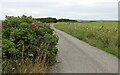 Roses on the road to Clatequoy in KW14 7XJ