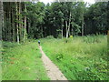 Cyclist on the footpath through Langwith Wood in S44 6TQ