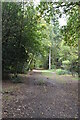 Track, Strawberry Wood in SL3 6JJ