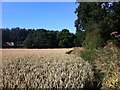 Field path near Newland House Farm, Keresley in CV7 8JN