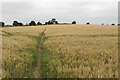 Footpath through the barley to Great Wolford in GL56 9PQ