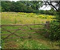 Gate to a field full of ragwort in DE55 5UD