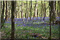 Bluebells, Clearhedges Wood in TN11 9RG