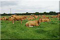 Limousin cows at The Elms Farm in S44 6UR