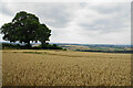 Wheat field near Hillstown in S44 6LH