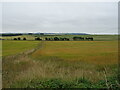 Crop fields near Southfield in KY16 0BP