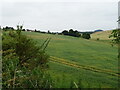 Hillside cereal crop, Dairsie in KY15 4TE