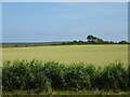Crop field near Leuchars Railway Station in KY16 0XJ