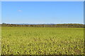 Crops by Sherenden Rd in TN11 0PG