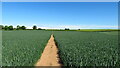Path through wheat field east of Melton Brand Farm, High Melton in DN5 7EB
