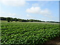 Potato crop, East Mains in DD8 2LS