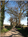 Treelined driveway to Grange Farm in NR12 8RP