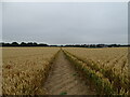 Field of wheat in RG9 4PU