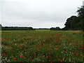 Field of wildflowers in RG9 4PS