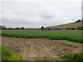 Potato crop, Lownie Moor in DD8 2NT