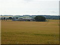 Cereal crop towards Drummietermont in DD8 2PS