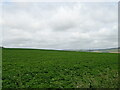 Potato crop and hedgerow near Finnieston in DD8 2SF